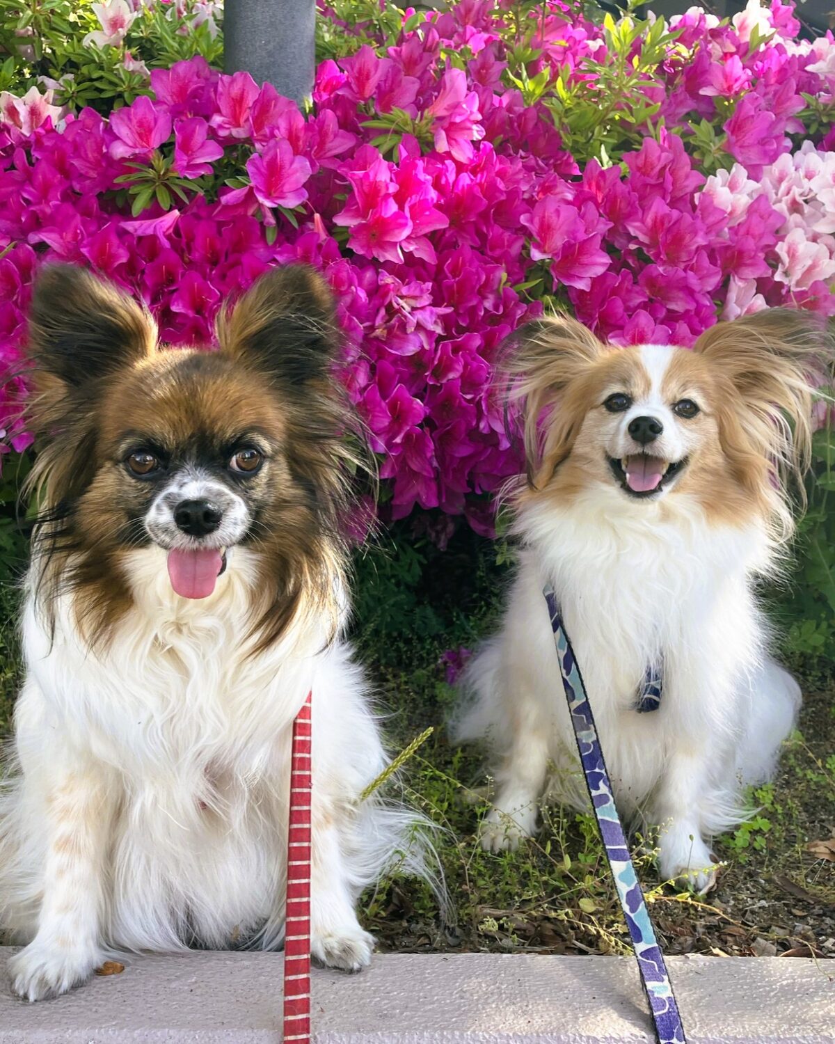 13ab_めご&虎菊丸くん