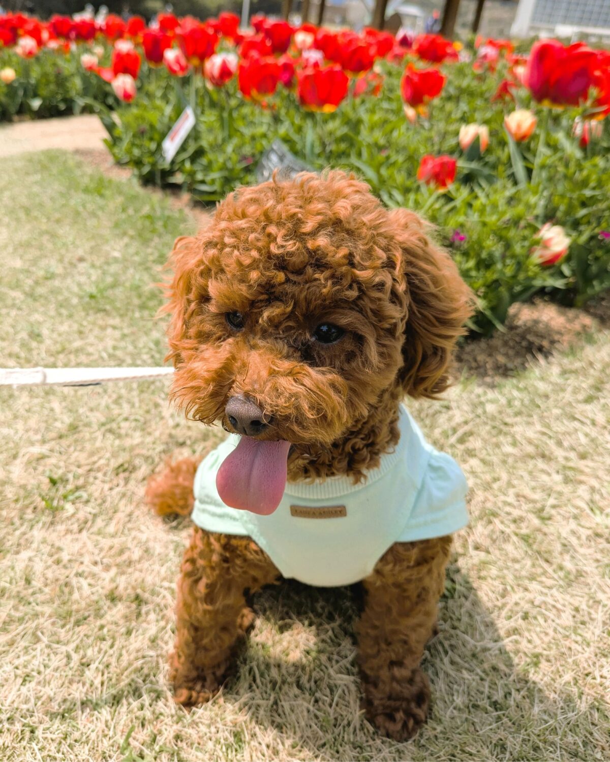 09_チョコちゃん